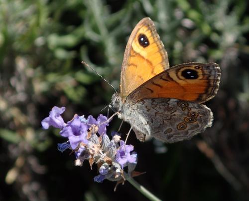 Lasiommata maera